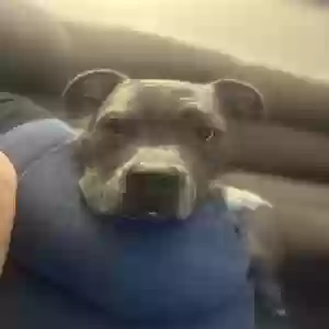 adoptable Dog in Hopkins, MN named Ghost