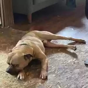 adoptable Dog in Cincinnati, OH named Scooby Hazelnut