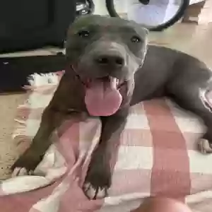 adoptable Dog in Litchfield Park, AZ named Honey