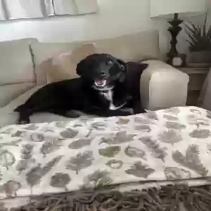 adoptable Dog in Long Beach, CA named Nami