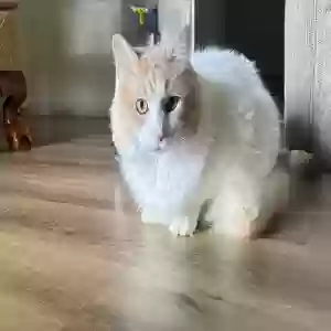 adoptable Cat in Granite City, IL named Mahomes