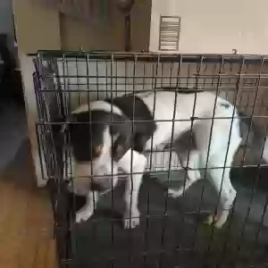 adoptable Dog in Bisbee, AZ named Daniel