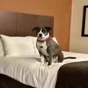 adoptable Dog in Waterford, MI named Bug