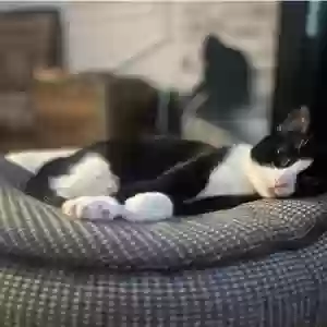 /images/pets/original/2186391_actual_two.webp