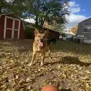 adoptable Dog in Lansing, MI named Odin