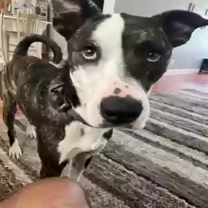 adoptable Dog in Nebo, NC named Buddy