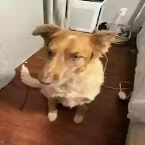 adoptable Dog in Mayer, AZ named Sadie