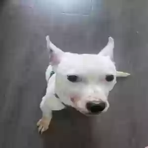 adoptable Dog in Waxahachie, TX named Charlie