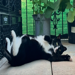 adoptable Cat in Brooklyn, NY named Sweet Kitton
