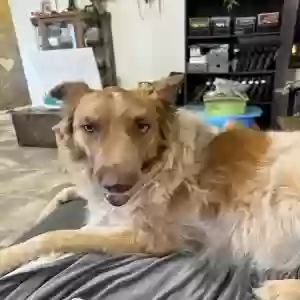adoptable Dog in Mayer, AZ named Sadie