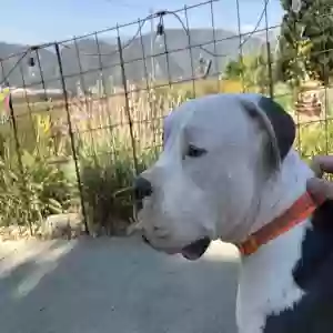 adoptable Dog in San Bernardino, CA named Tank