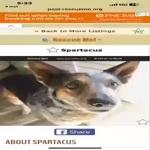 adoptable Dog in Menifee, CA named Spartacus
