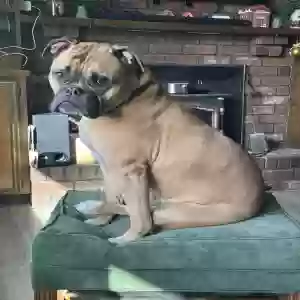 adoptable Dog in Grandville, MI named Nova