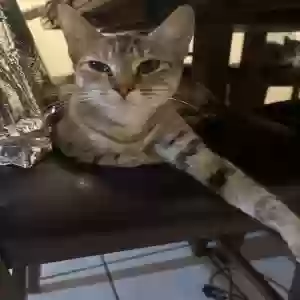 adoptable Cat in Visalia, CA named pumpkin