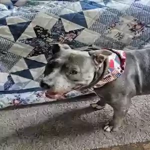 adoptable Dog in Jackson, MI named Delilah
