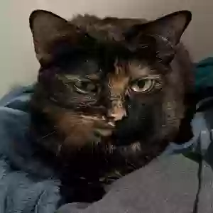 adoptable Cat in Wyoming, MI named Little Miss (Missy)