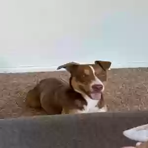 adoptable Dog in Mendon, UT named Dory