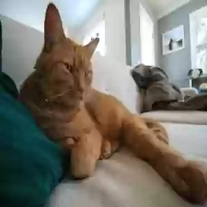 adoptable Cat in Grand Rapids, MI named obi