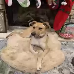 adoptable Dog in Oceanside, CA named Cleo