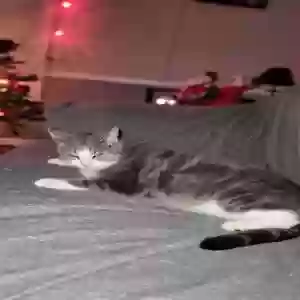 adoptable Cat in Gore Springs, MS named Kit Kit