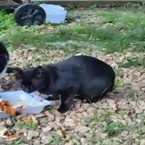 adoptable Cat in Gore Springs, MS named Blackie