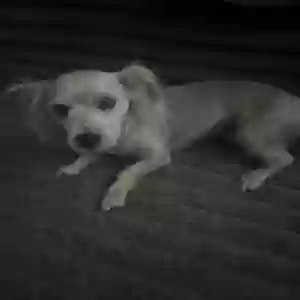 adoptable Dog in Paulden, AZ named Leon