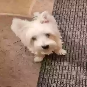 adoptable Dog in Scottsdale, AZ named Unknown