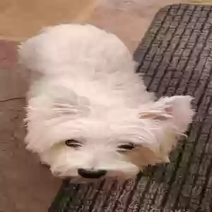/images/pets/original/2186596_actual_two.webp