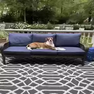 adoptable Dog in Holly Springs, NC named Oakley