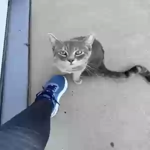 adoptable Cat in Sun City, AZ named Unknown