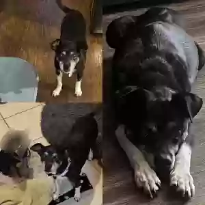 adoptable Dog in Clinton Township, MI named Molly