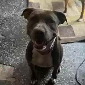 adoptable Dog in Lincoln Park, MI named Nova