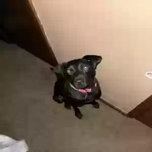 adoptable Dog in Washington, IL named Everette