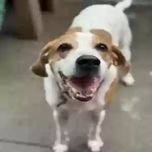 adoptable Dog in Troutman, NC named Unknown