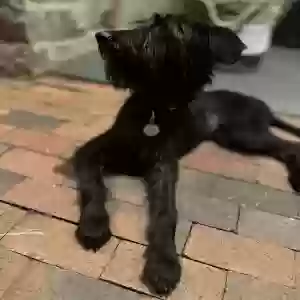 adoptable Dog in Raleigh, NC named Rosie