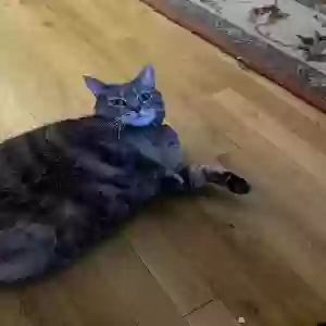 adoptable Cat in Brooklyn, NY named Dopey