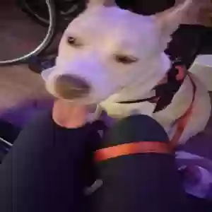 adoptable Dog in Pasadena, CA named Alaska