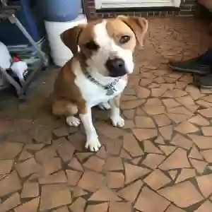 adoptable Dog in Tarboro, NC named Chewie