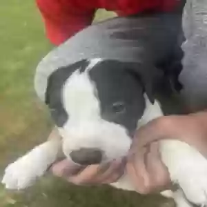 adoptable Dog in Garner, NC named Oreo