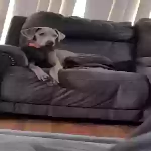 adoptable Dog in Harwood Heights, IL named Brandi