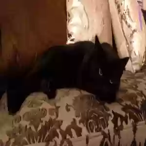 adoptable Cat in Irvine, CA named Baby