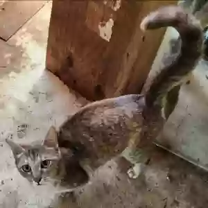 adoptable Cat in Raymond, WA named No name, stray pregnant cat