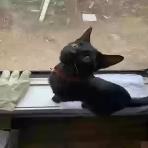adoptable Cat in New London, CT named Mao
