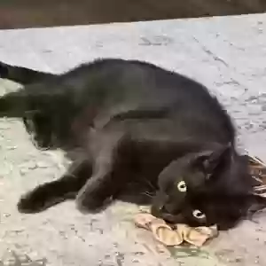 adoptable Cat in Stamford, CT named Max