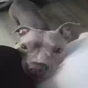 adoptable Dog in Rocky Mount, NC named Nola