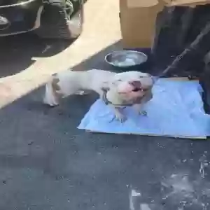 adoptable Dog in Chicago, IL named Unknown