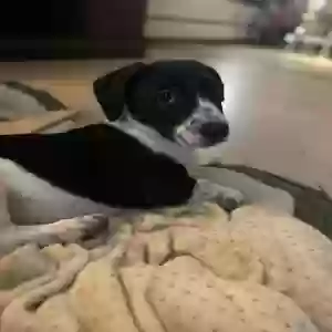 adoptable Dog in Waterbury, CT named Zorro