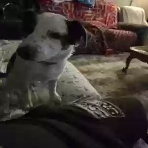 adoptable Dog in Dewey, AZ named Lilly