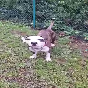 adoptable Dog in Cary, NC named Buddy