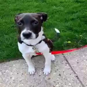 adoptable Dog in Chicago, IL named Luna